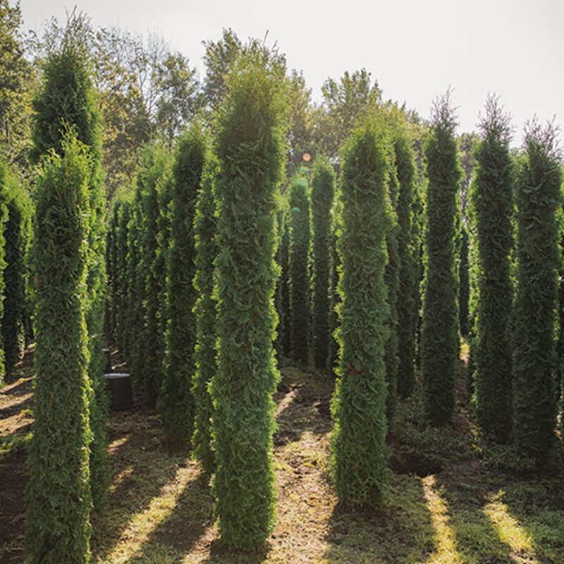Einige Lebensb&auml;ume stehen in Reihen auf einem Feld