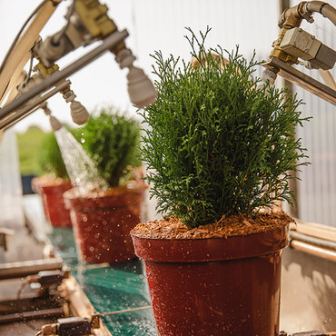 Pflanztopf mit Nadelgeh&ouml;lz steht auf einem F&ouml;rderband und wird gew&auml;ssert