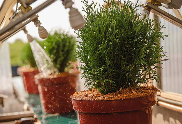 Pflanztopf mit Nadelgeh&ouml;lz steht auf einem F&ouml;rderband und wird gew&auml;ssert