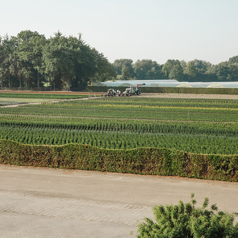 Anbaupfl&auml;che einer Baumschule