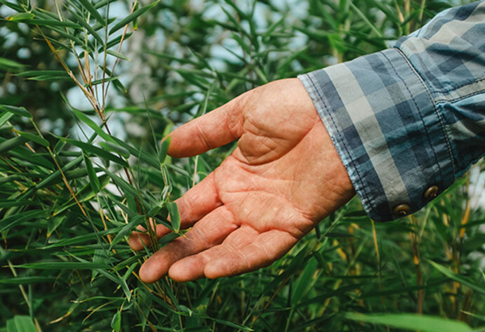 Ge&ouml;ffnete Hand greift an die Bl&auml;tter einer Bambuspflanze