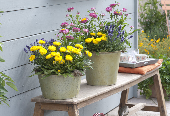 Strohblumen und Lavendel in T&ouml;pfen