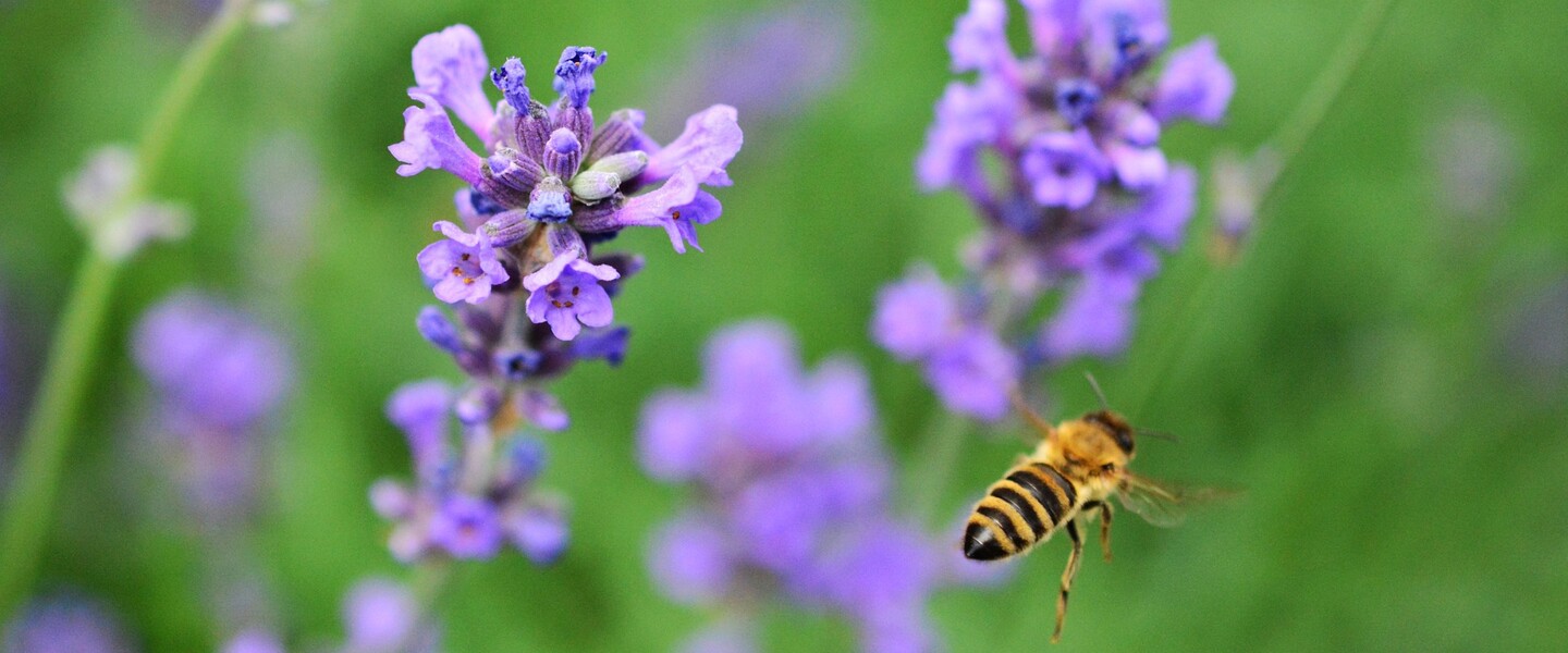 Bienenvolk: Best&auml;uben von Blumen