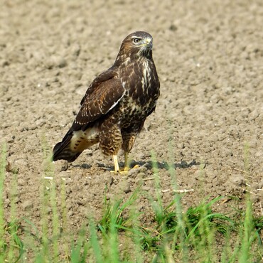 M&auml;usebussard