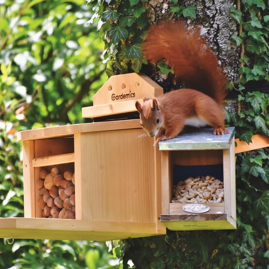 Futterstation: So kannst Du Eichhörnchen füttern