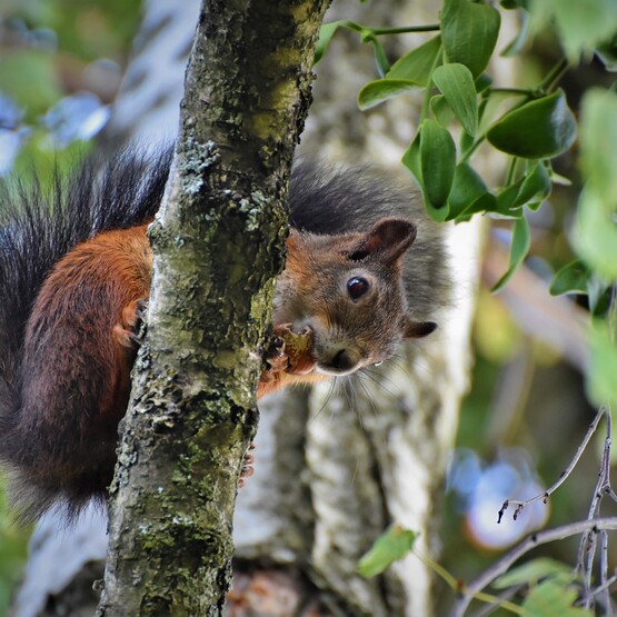 Eichh&ouml;rnchen freuen sich im Winter &uuml;ber Futter