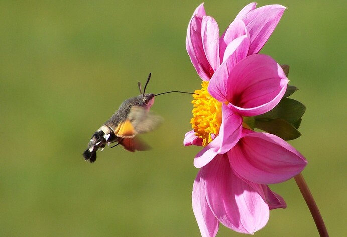 Einheimische Insekten: das Taubenschwänzchen