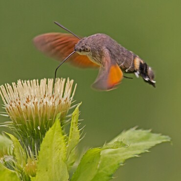 Taubenschw&auml;nzchen beim Trinken