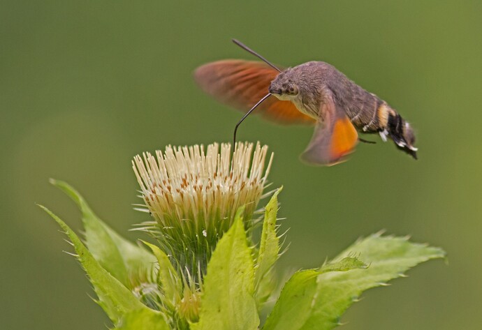 Taubenschw&auml;nzchen beim Trinken