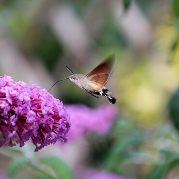 Taubenschw&auml;nzchen mit Flieder