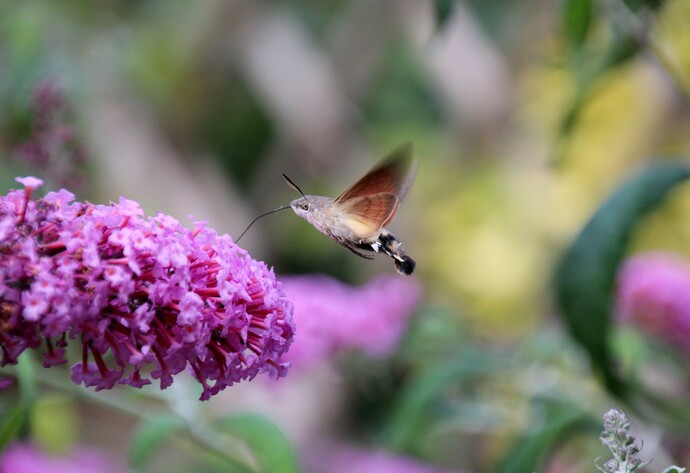 Taubenschw&auml;nzchen mit Flieder