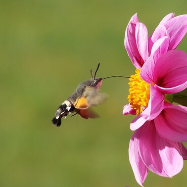 Einheimische Insekten: das Taubenschw&auml;nzchen
