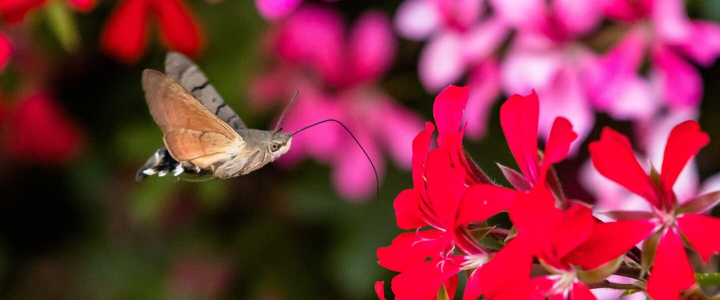 Taubenschw&auml;nzchen mit Geranie