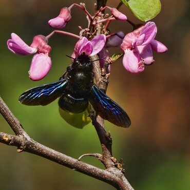 Einheimische Wildbienen: die Gro&szlig;e Blaue Holzbiene