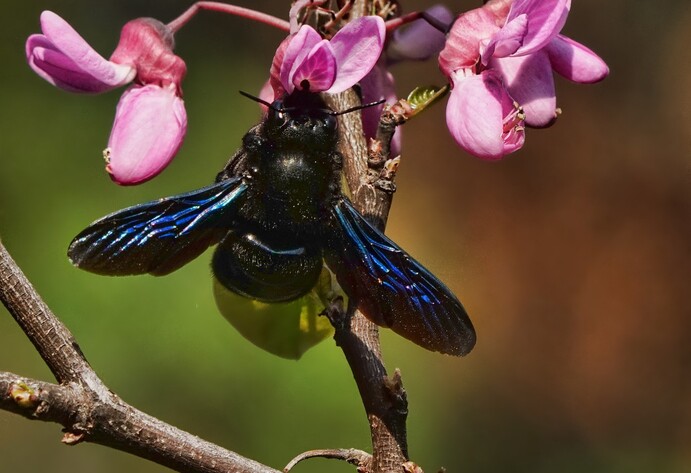 Einheimische Wildbienen: die Gro&szlig;e Blaue Holzbiene