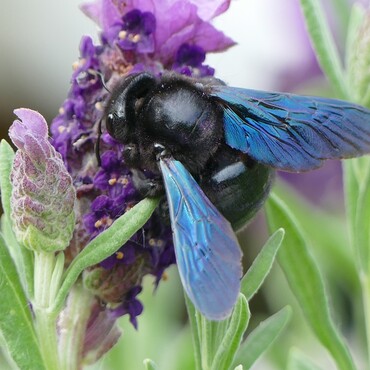 Eine Gro&szlig;e Blaue Holzbiene auf Lavendel
