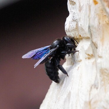 Einheimische Wildbienen: die Gro&szlig;e Blaue Holzbiene