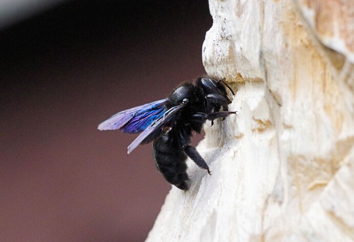 Einheimische Wildbienen: die Gro&szlig;e Blaue Holzbiene