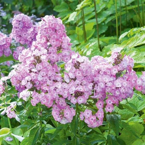 Phlox: Perfekte Pflanze f&uuml;r einen insektenfreundlichen Garten
