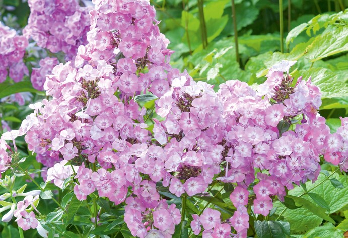 Phlox: Perfekte Pflanze f&uuml;r einen insektenfreundlichen Garten