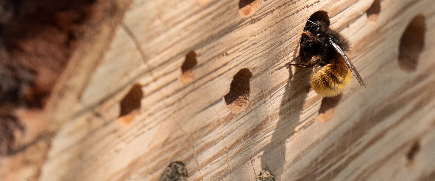 Biene fliegt in Unterschlupf