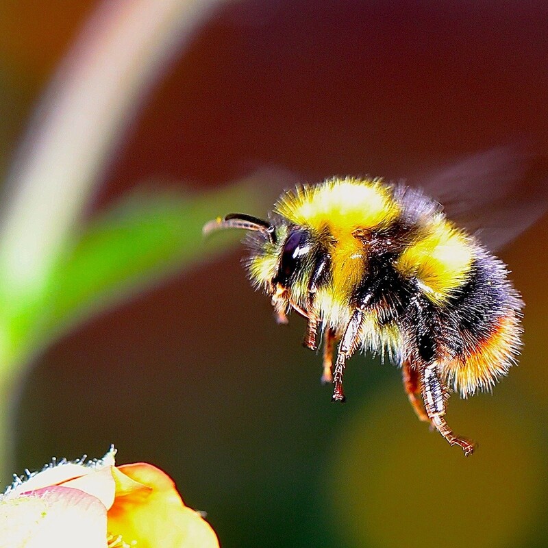 Hummel landet auf Blume