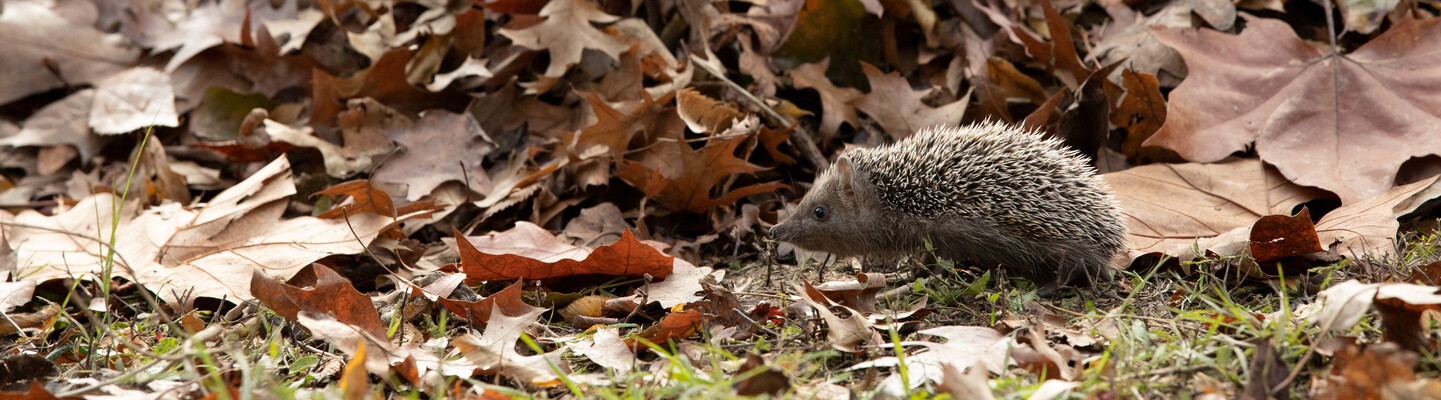 Igel nutzen G&auml;rten zum &Uuml;berwintern &ndash; ob im Laub, Reisig oder Holz.