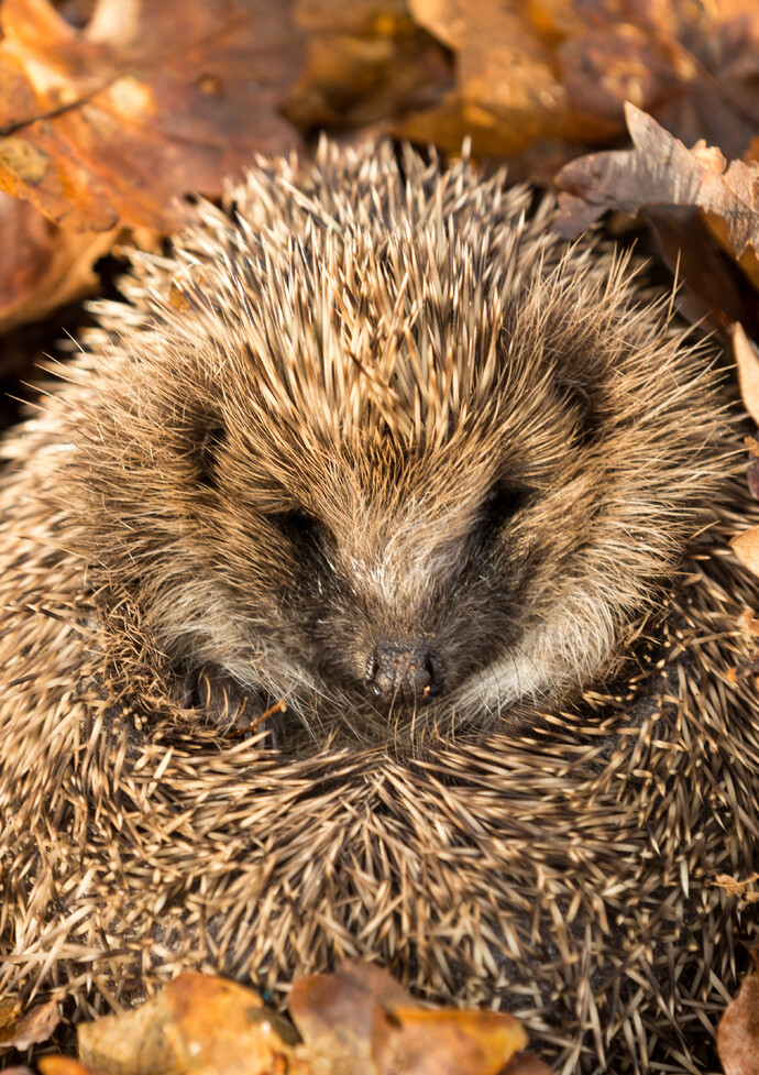 Igel f&uuml;hlen sich im Laubhaufen gut aufgehoben.