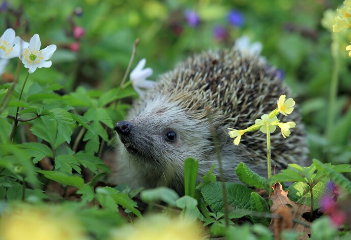 N&uuml;tzlinge im Garten: Igel