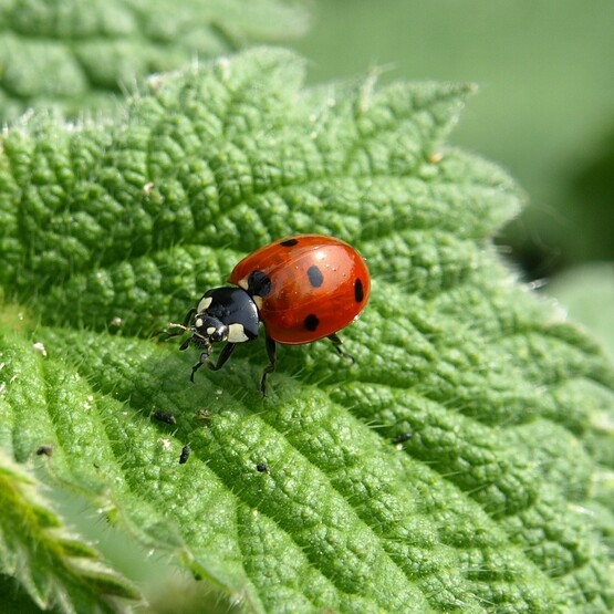 N&uuml;tzlinge im Garten: Marienk&auml;fer