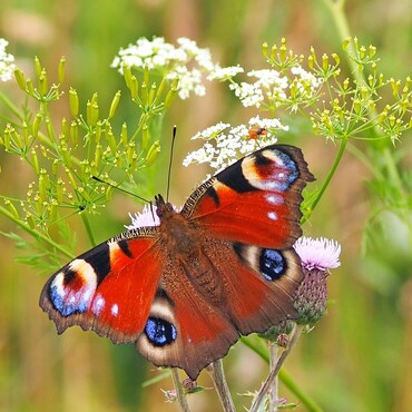 N&uuml;tzlinge im Garten: Schmetterling