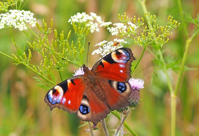 N&uuml;tzlinge im Garten: Schmetterling