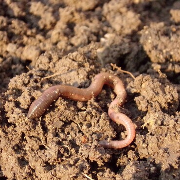 N&uuml;tzlinge im Garten: Regenwurm