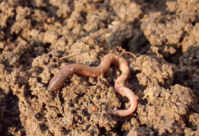 N&uuml;tzlinge im Garten: Regenwurm