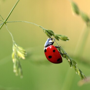 N&uuml;tzlinge im Garten: Marienk&auml;fer