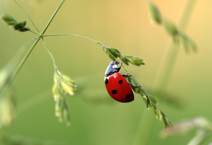 N&uuml;tzlinge im Garten: Marienk&auml;fer