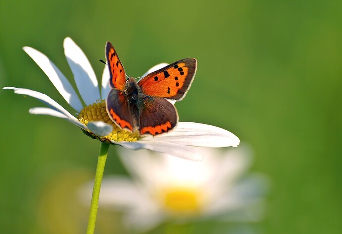 Kleiner Feuerfalter sitzt auf wei&szlig;er Bl&uuml;te