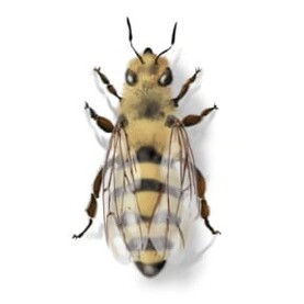 Arbeitsbiene des Bienenstocks
