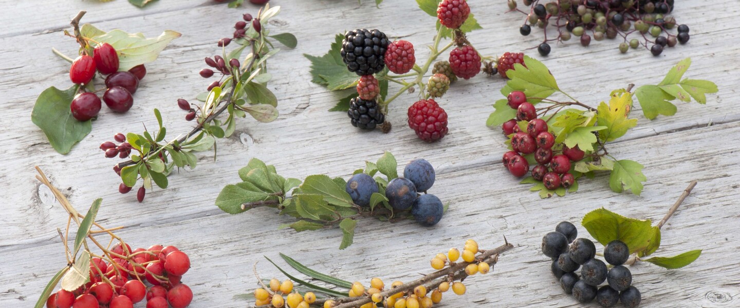 Bunte Winterbeeren auf einem Tisch
