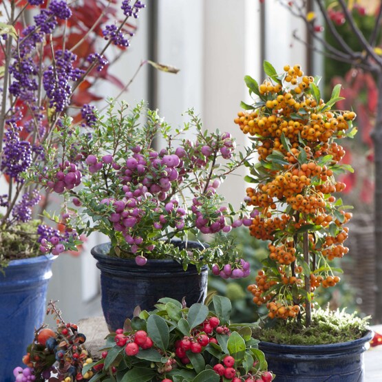 T&ouml;pfe mit Beeren