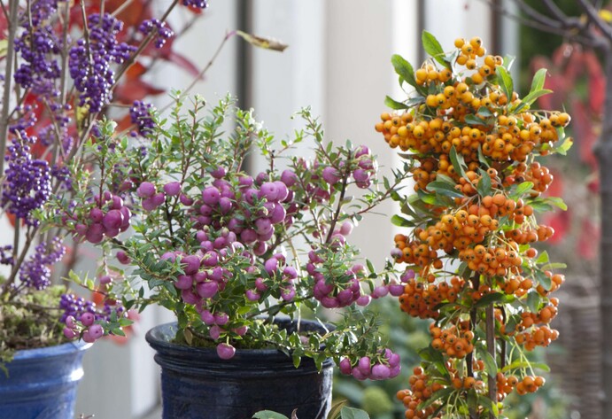 T&ouml;pfe mit Beeren