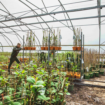 Mann schiebt Wagen mit Baumpflanzen im Gew&auml;chshaus
