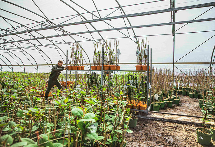 Mann schiebt Wagen mit Baumpflanzen im Gew&auml;chshaus