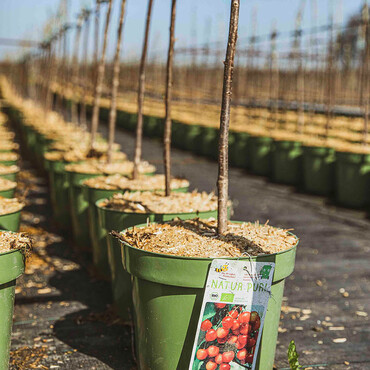 Reihen von eingetopften jungen Baumpflanzen
