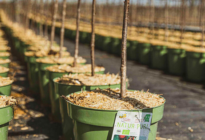 Reihen von eingetopften jungen Baumpflanzen