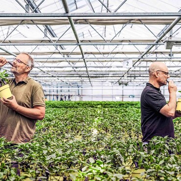 Zwei M&auml;nner stehen in einem Gew&auml;chshaus umgeben von Kr&auml;utern und halten jeweils einen gelben Topf in den H&auml;nden
