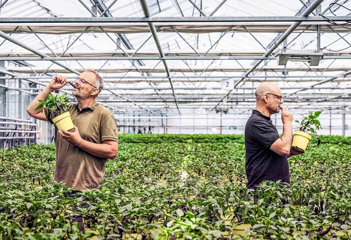 Zwei M&auml;nner stehen in einem Gew&auml;chshaus umgeben von Kr&auml;utern und halten jeweils einen gelben Topf in den H&auml;nden