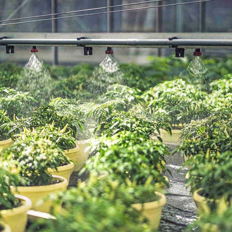 Kr&auml;uter unter Bew&auml;sserungsanlage