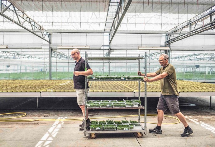 Ein Mann schiebt einen Rollwagen, beladen mit Kr&auml;utern, ein weiterer Mann steht vorne auf dem Wagen und h&auml;lt sich mit den Armen fest