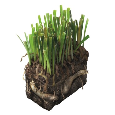 Sch&auml;dlinge im Garten: Tipula Larve